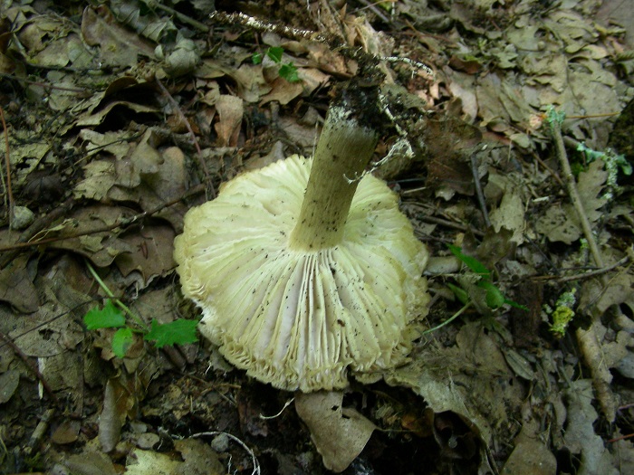 1096 Luglio vecchio ritrovamento