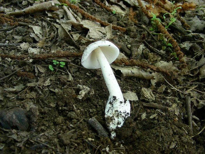 1097 Luglio vecchio ritrovamento