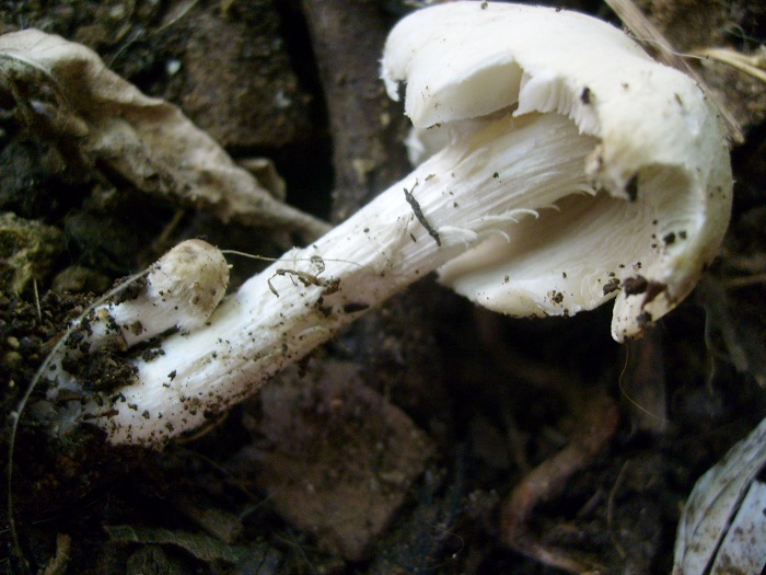 1099 Luglio vecchio  ritrovamento