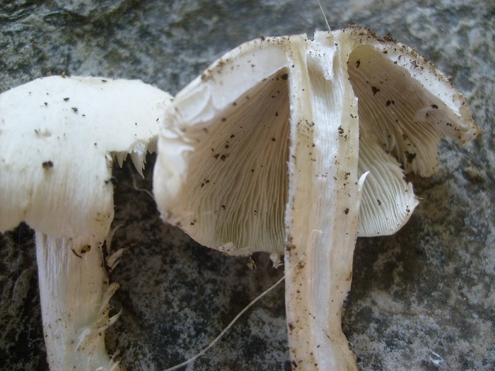 1099 Luglio vecchio  ritrovamento