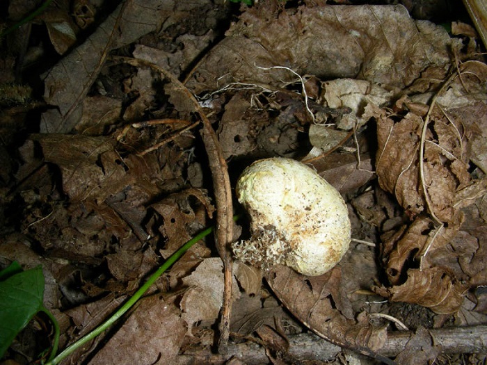 1100Luglio vecchio ritrovamento