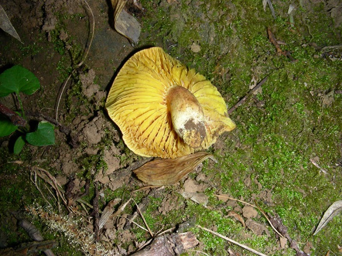 1101 Luglio vecchio ritrovamento