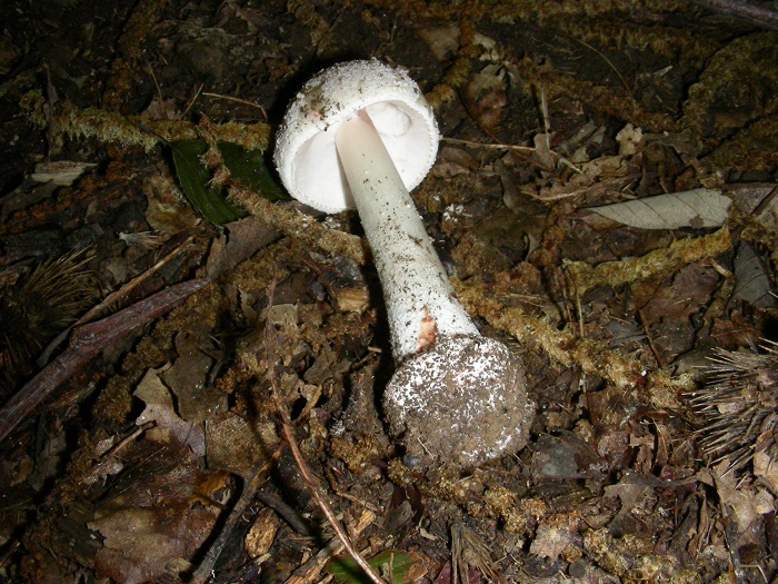 1079 Luglio vecchio ritrovamento