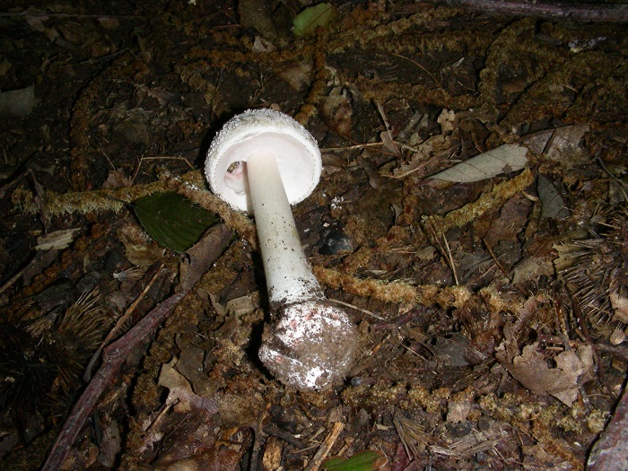 1079 Luglio vecchio ritrovamento