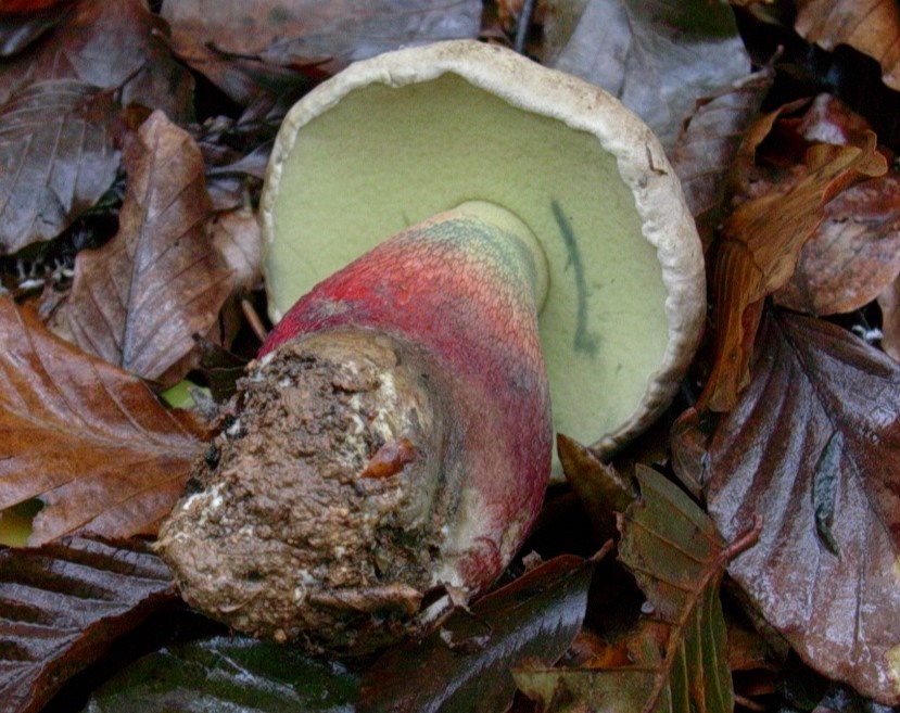 1453 Ottobre vecchio ritrovamento