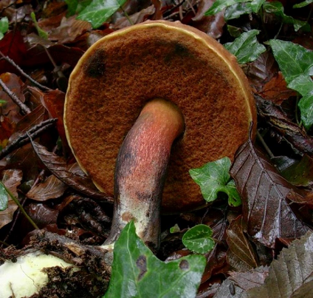 1454 Ottobre vecchio ritrovamento