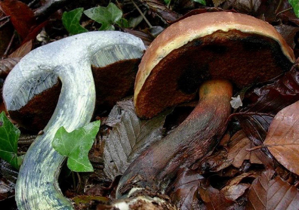 1454 Ottobre vecchio ritrovamento