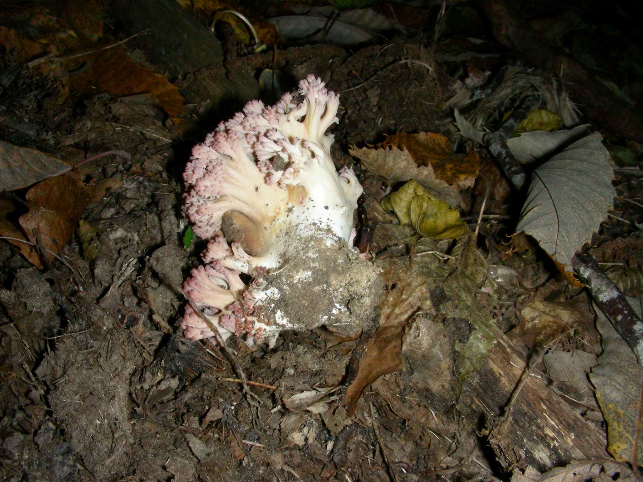 1461 Ottobre vecchio ritrovamento