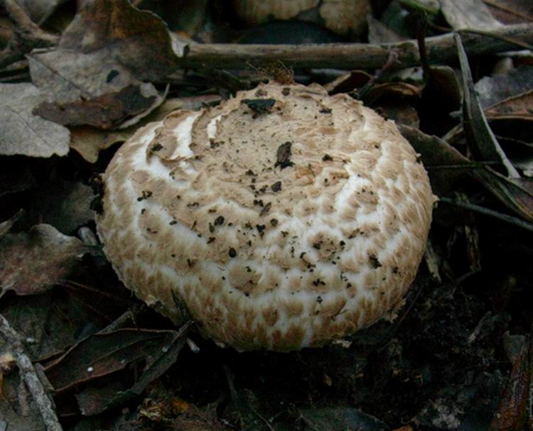 1217 Gennaio vecchio ritrovamento