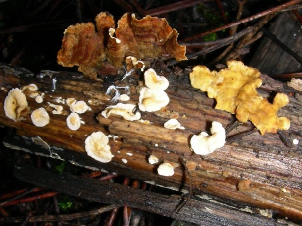 1218 Gennaio vecchio ritrovamento