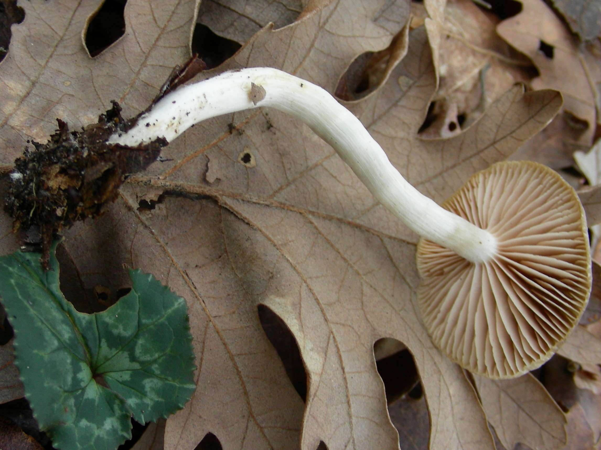 1208 Gennaio vecchio ritrovamento