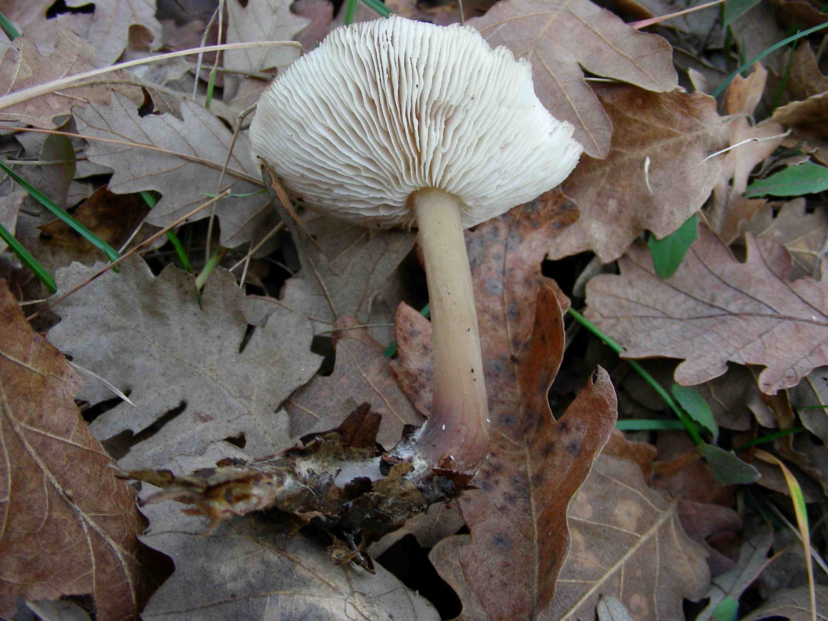 1209 Gennaio vecchio ritrovamento