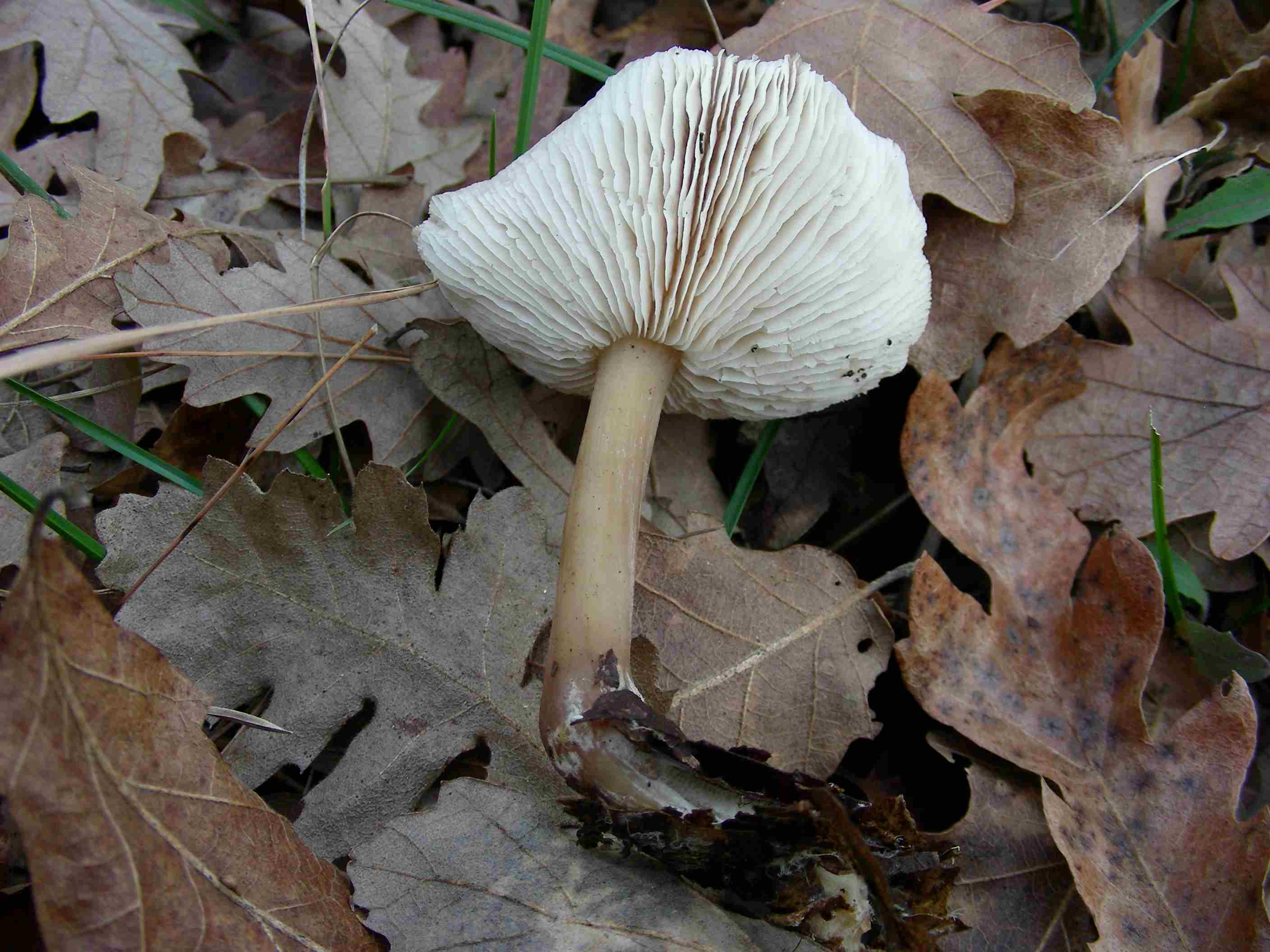 1209 Gennaio vecchio ritrovamento