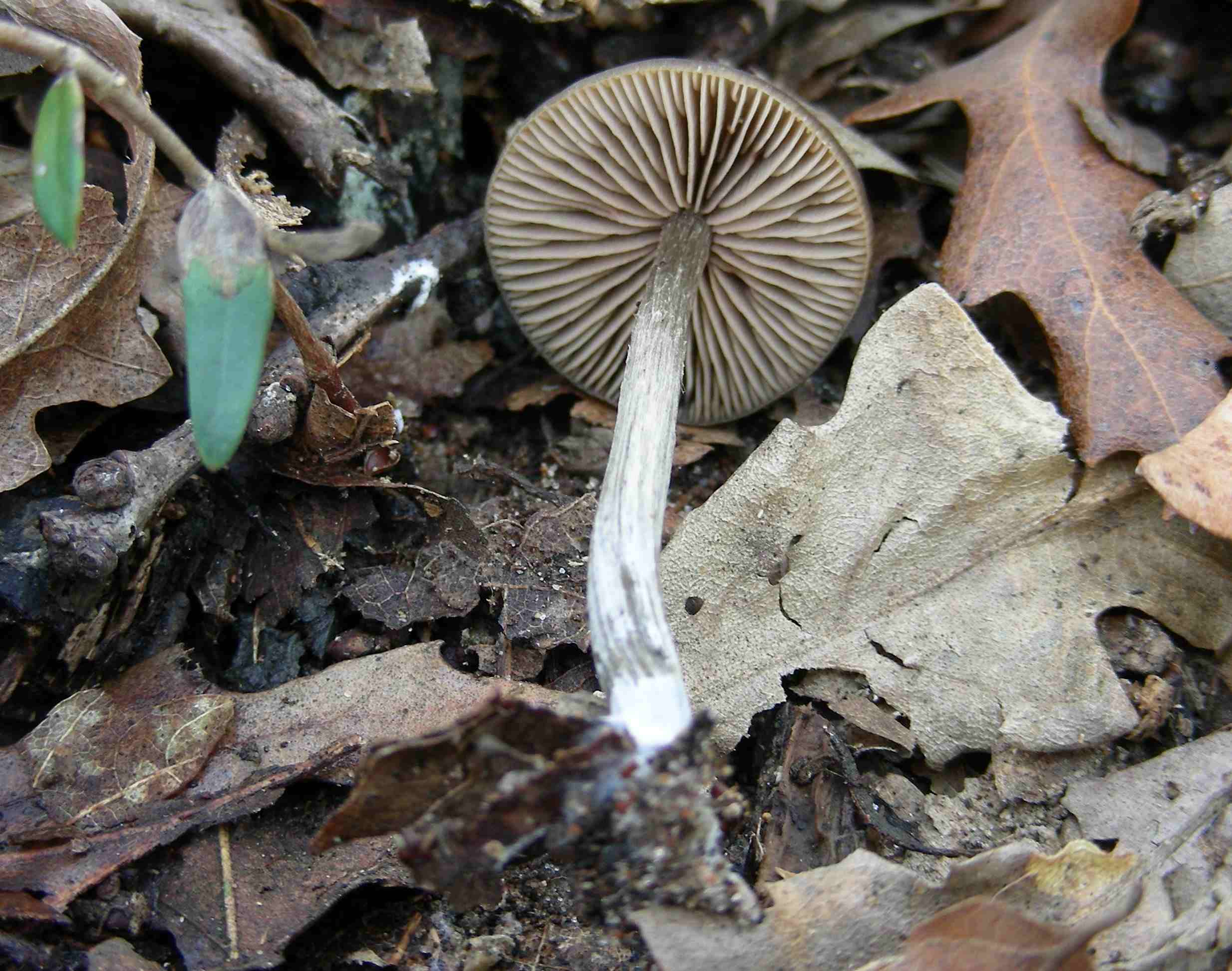 1211 Gennaio vecchio ritrovamento