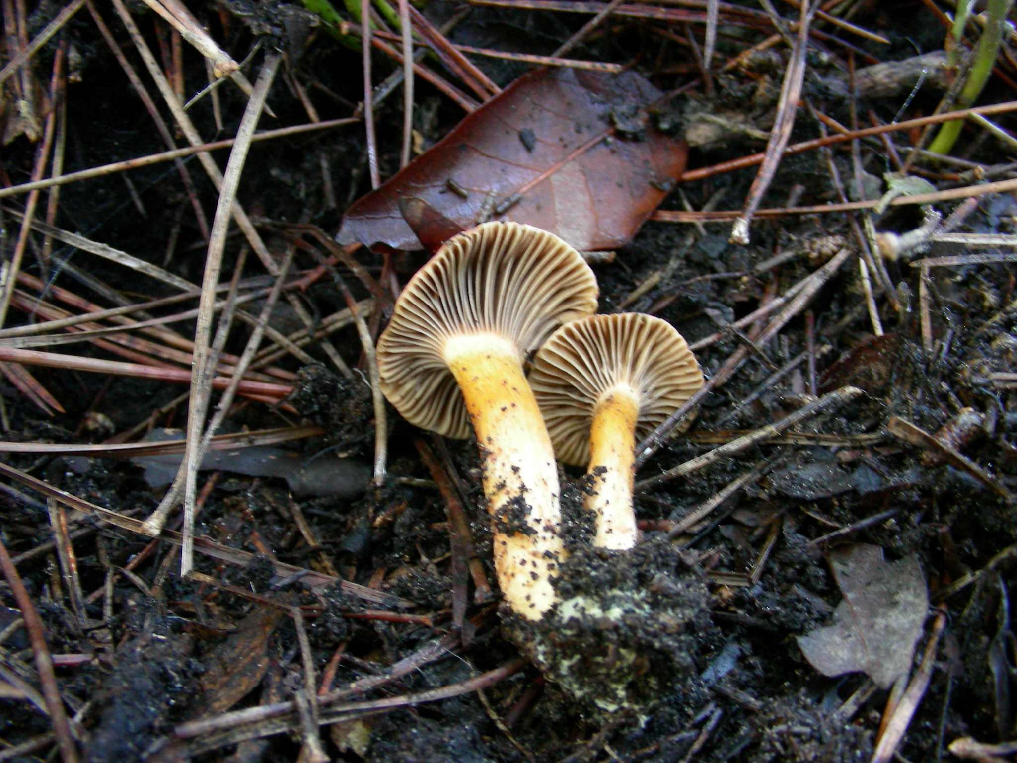 1212 Gennaio vecchio ritrovamento