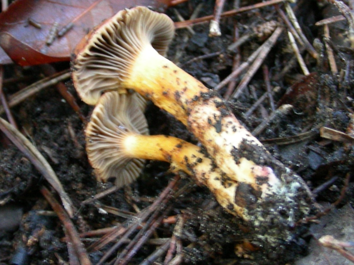 1212 Gennaio vecchio ritrovamento