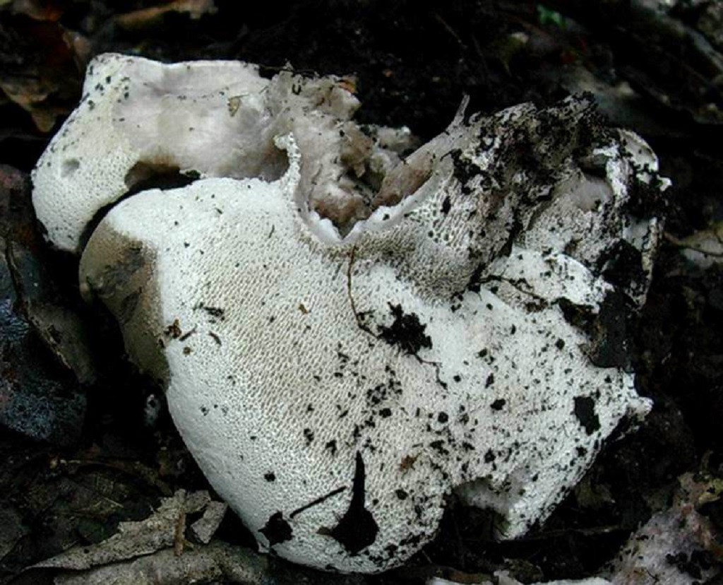 1215 Gennaio vecchio ritrovamento