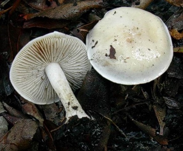 1216 Gennaio vecchio ritrovamento