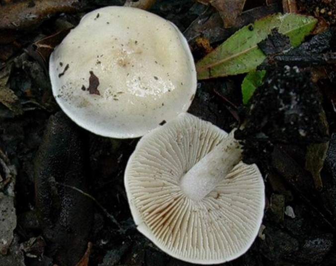 1216 Gennaio vecchio ritrovamento