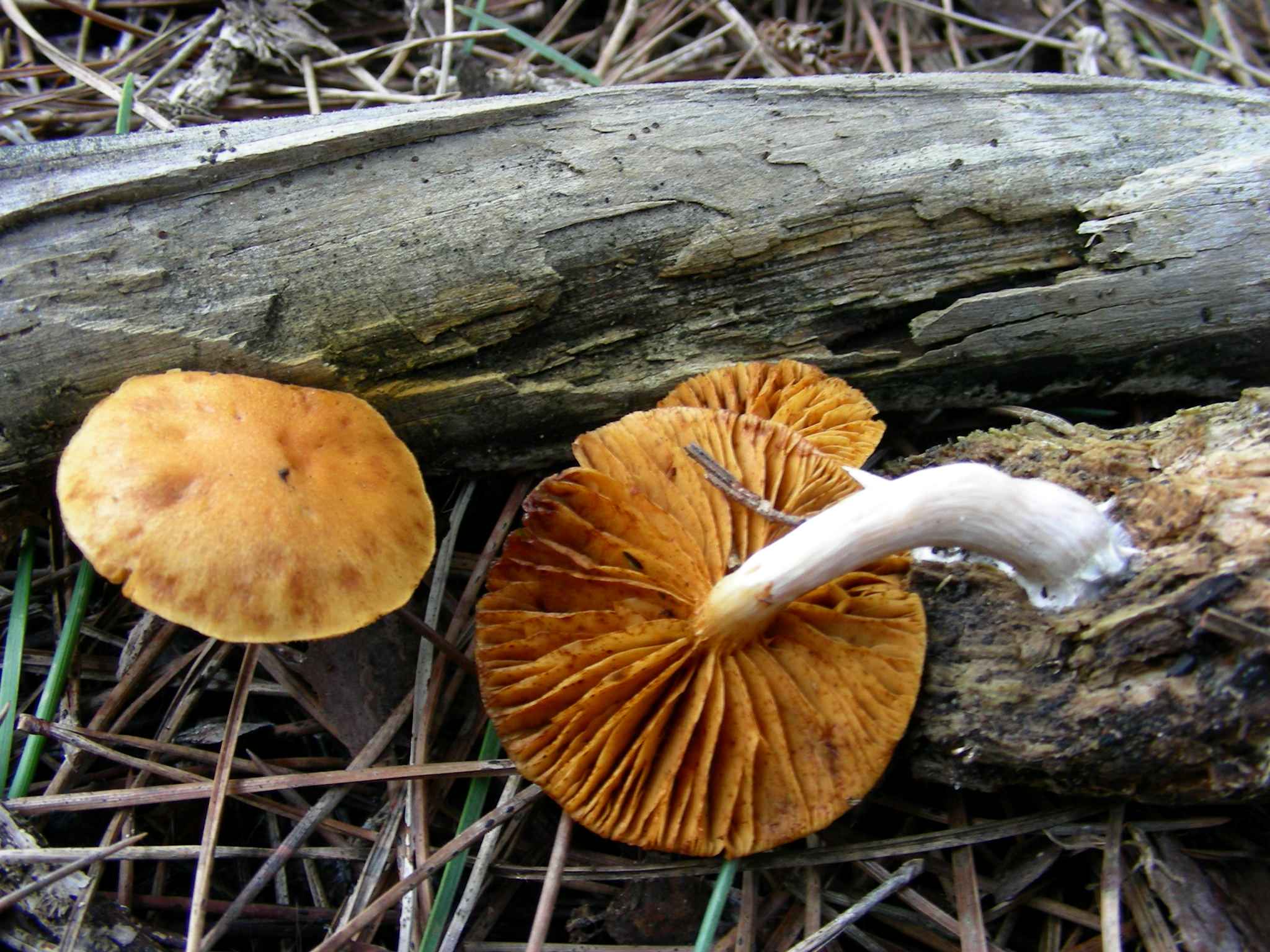 1250 Febbraio vecchio ritrovamento