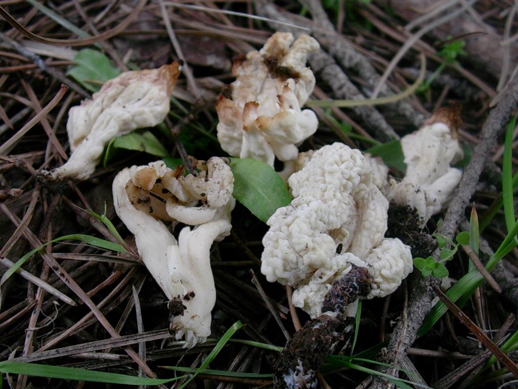 1308 Aprile vecchio ritrovamento