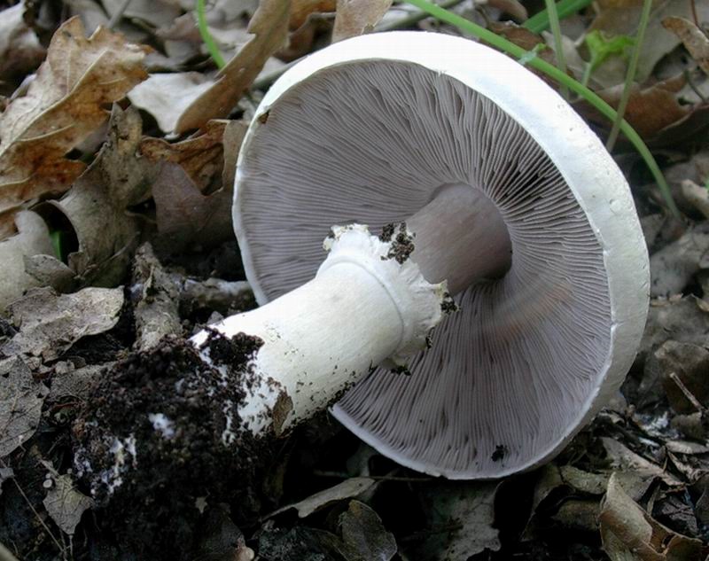 1309 Aprile vecchio ritrovamento