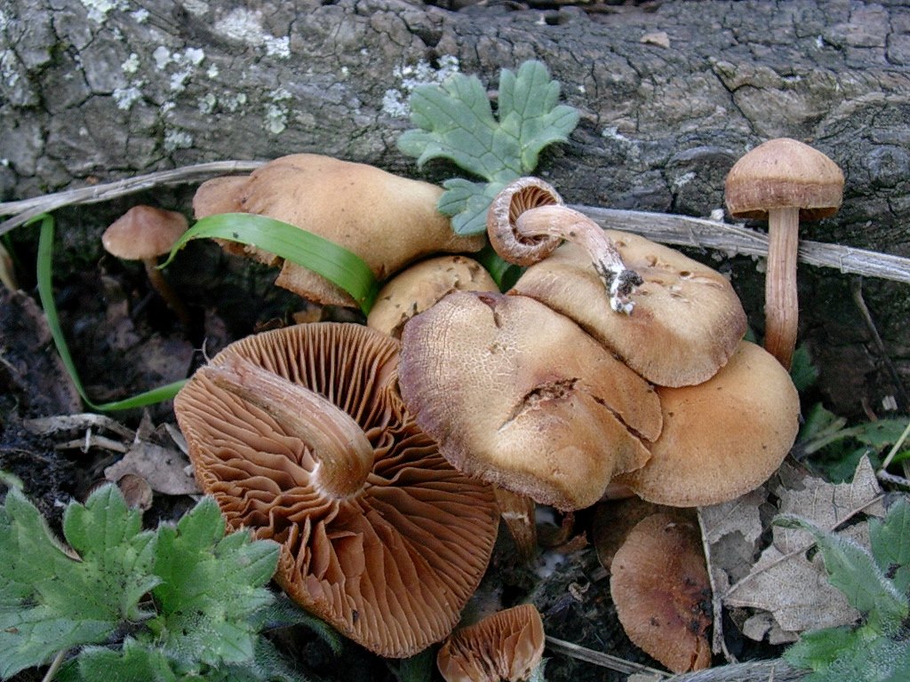 1311 Aprile vecchio ritrovamento