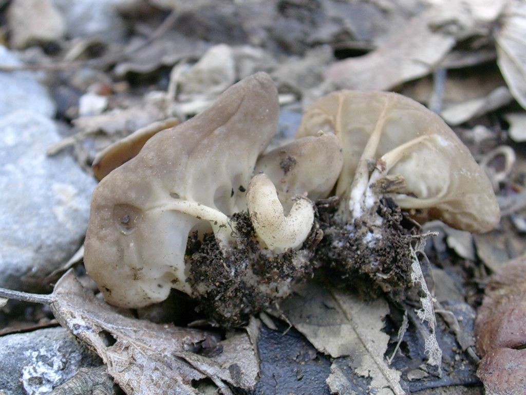 1313 Aprile vecchio ritrovamento