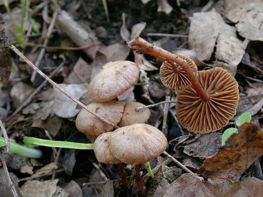 1314 Aprile vecchio ritrovamento