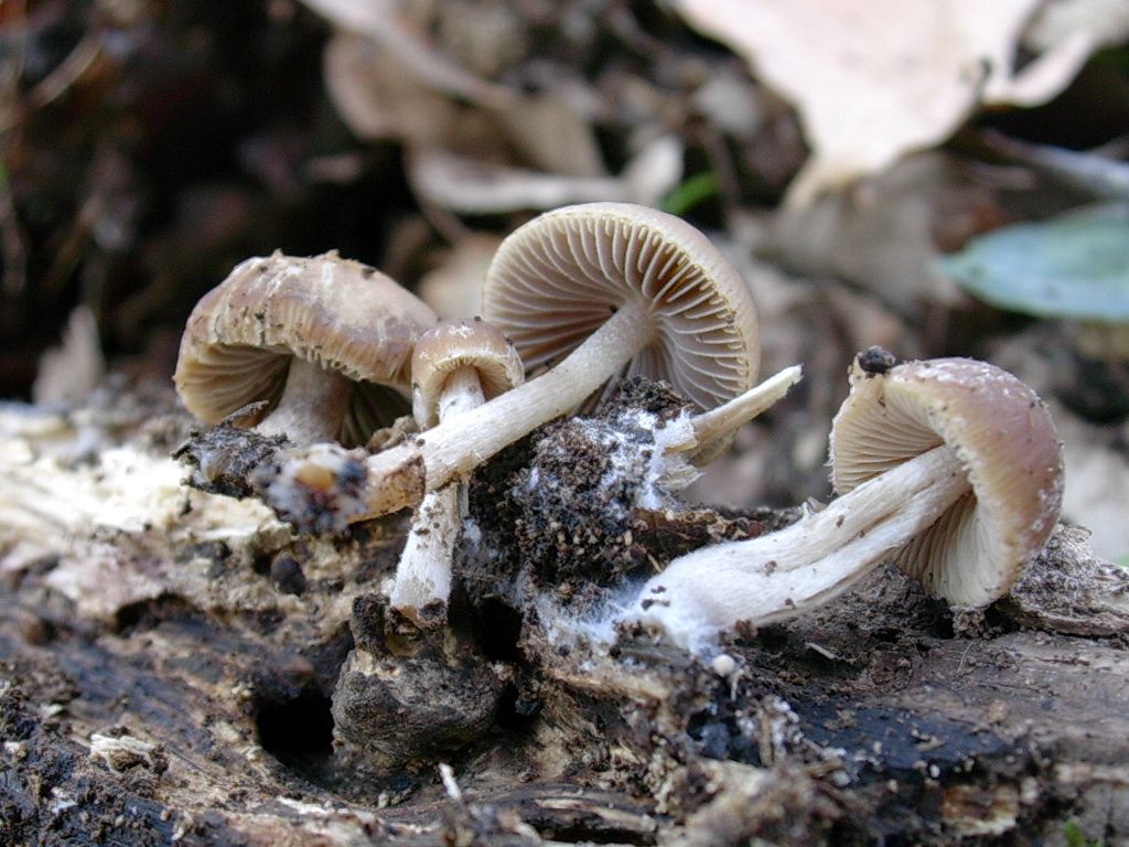 1315 Aprile vecchio ritrovamento