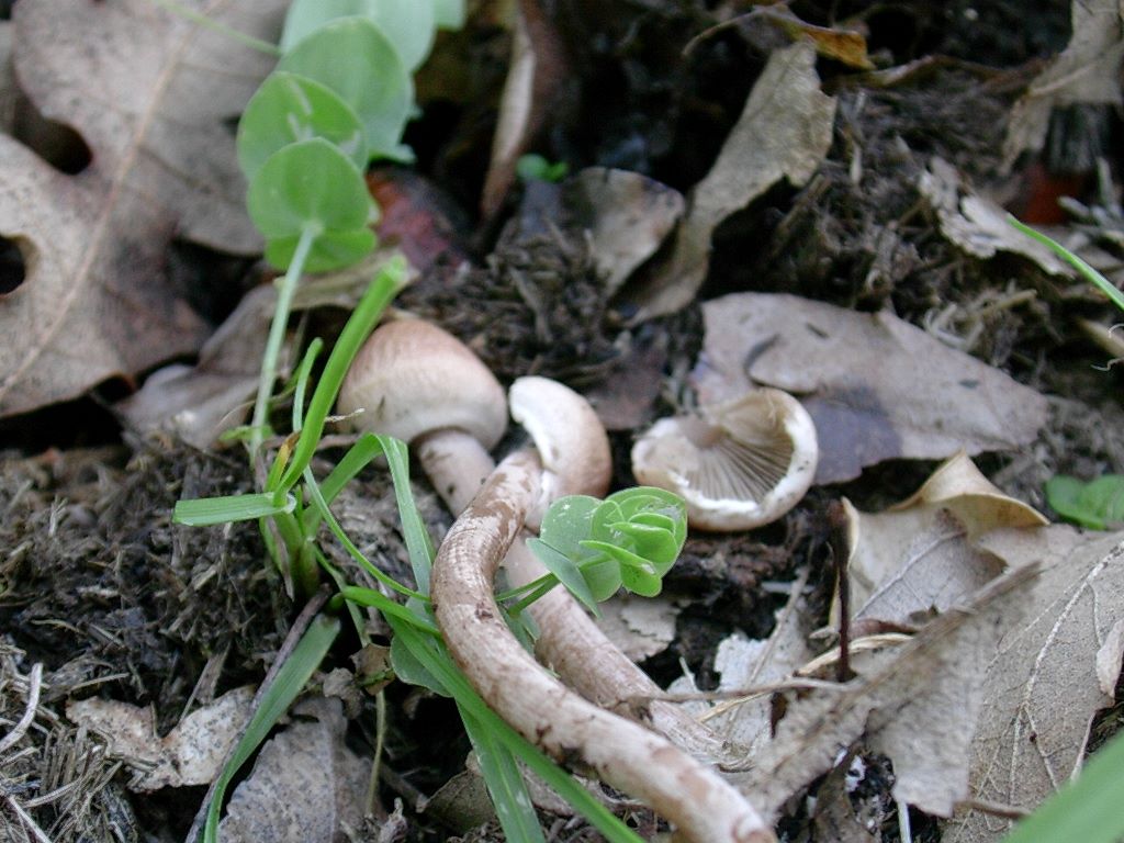 1316 Aprile vecchio ritrovamento