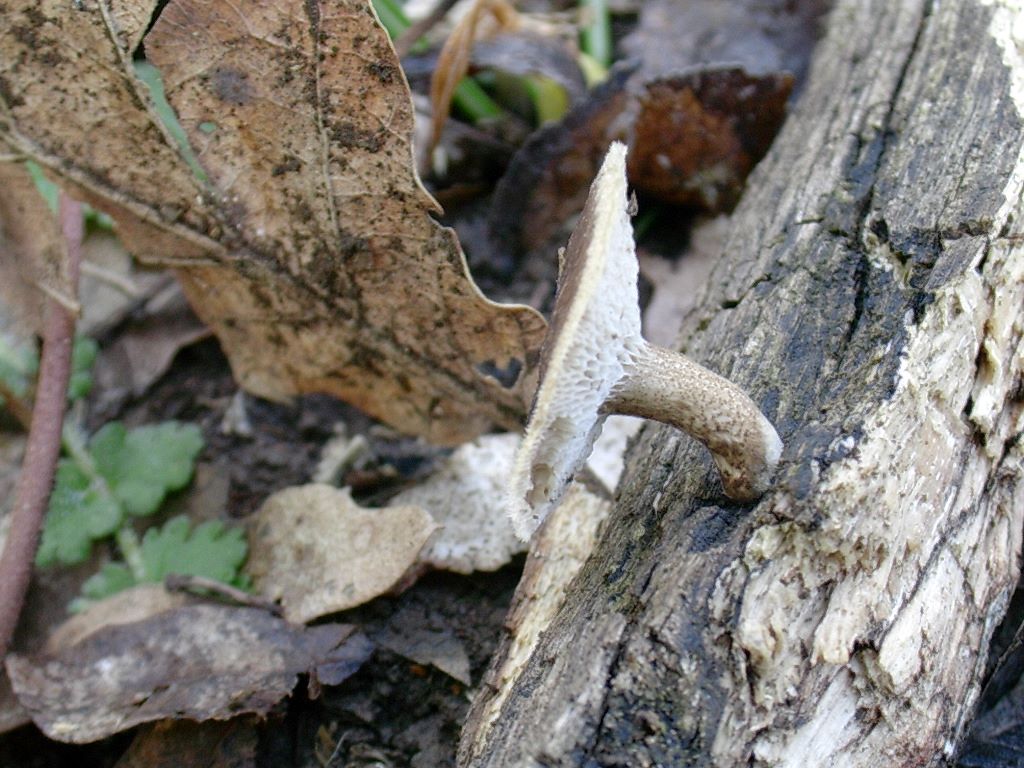 1318 Aprile vecchio ritrovamento