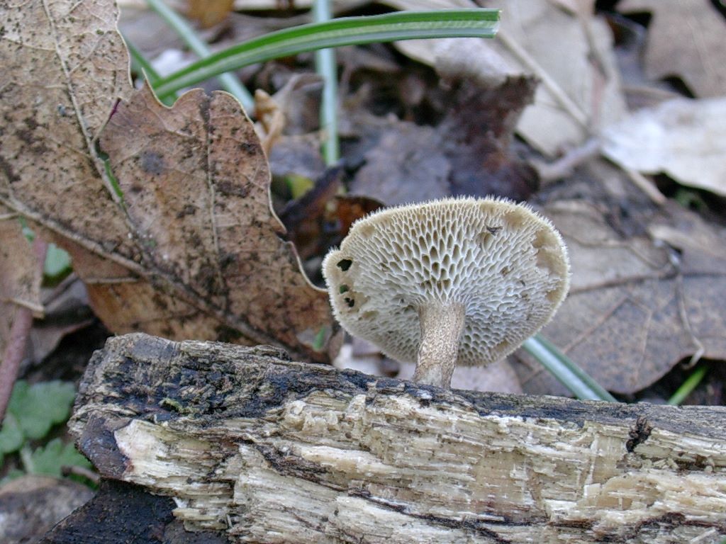 1318 Aprile vecchio ritrovamento