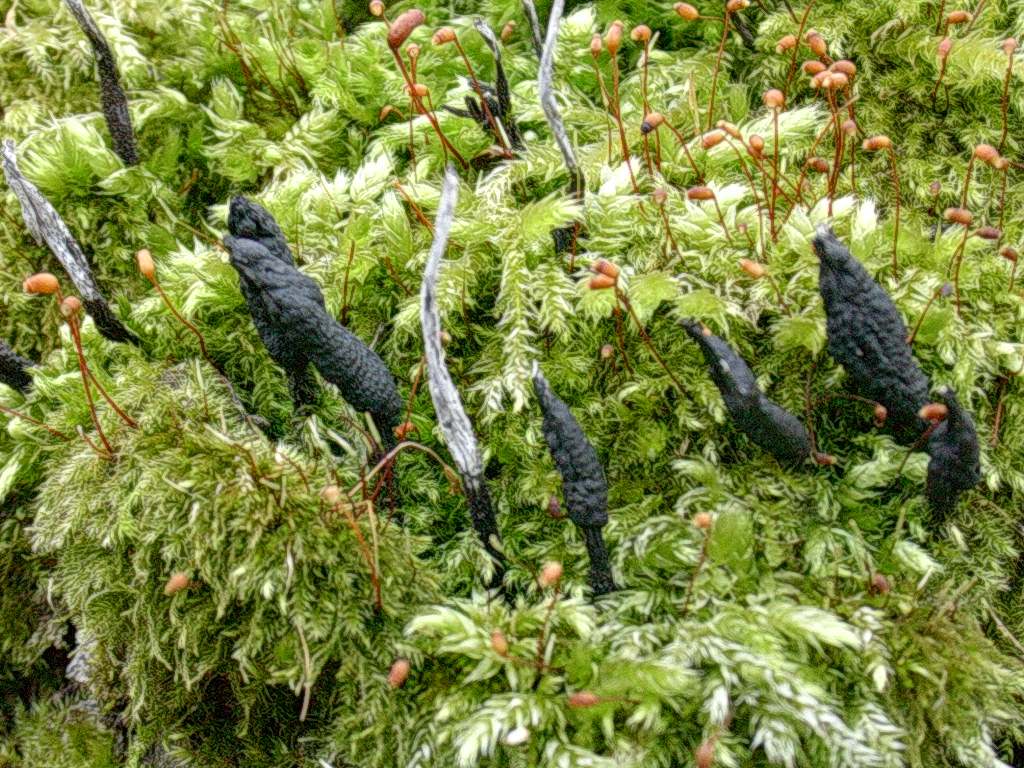 1323 Aprile vecchio ritrovamento