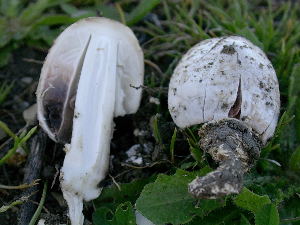 1324 Aprile vecchio ritrovamento