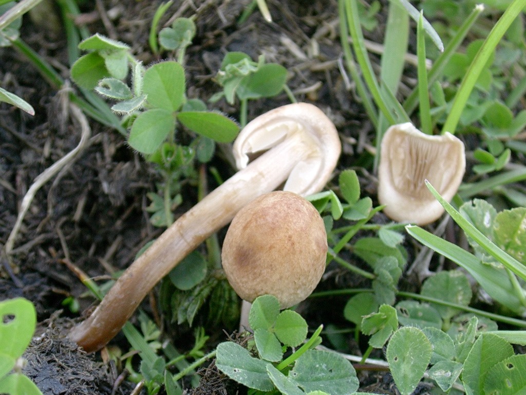 1326 Aprile vecchio ritrovamento