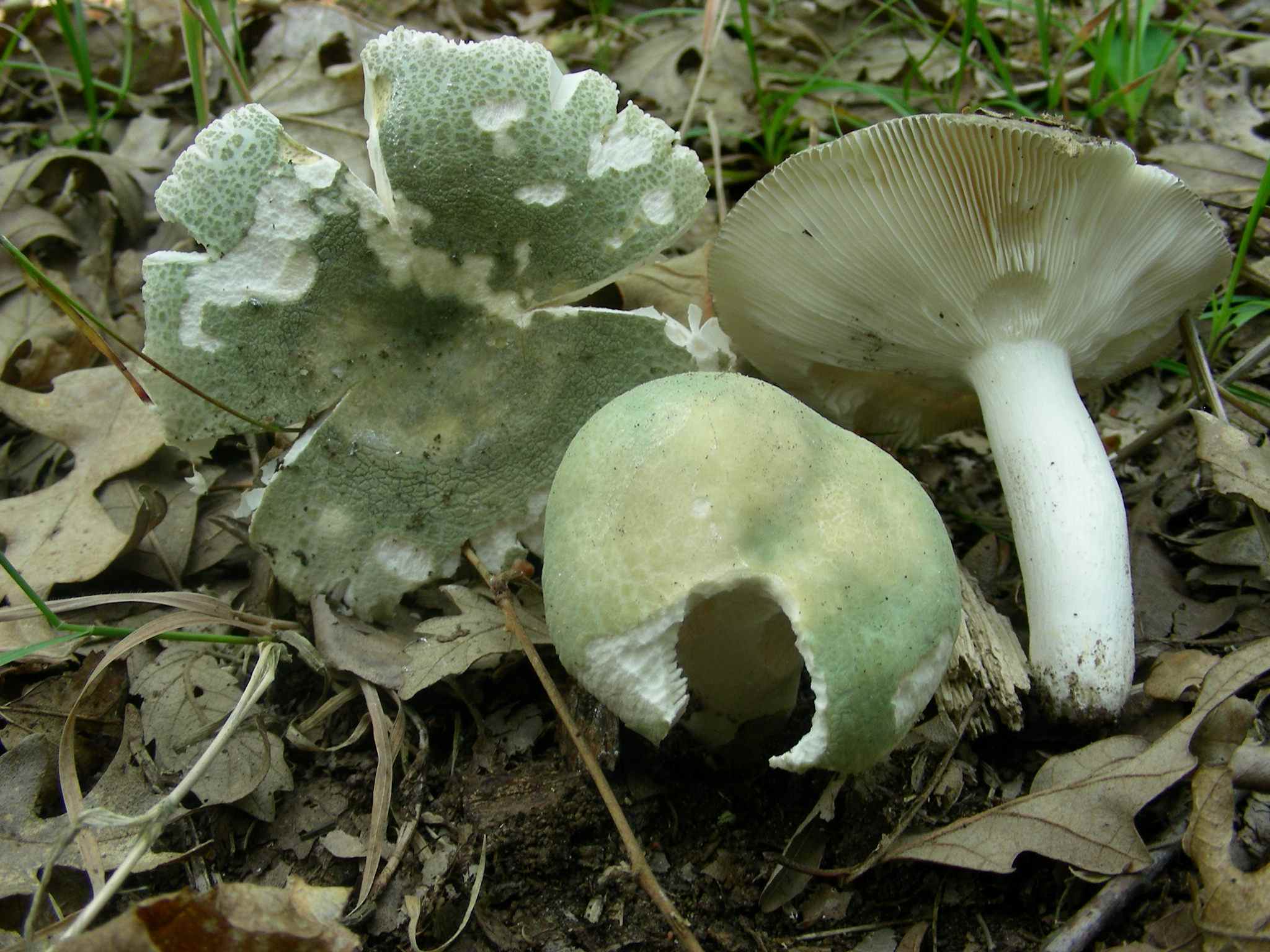 1337 Maggio vecchio ritrovamento