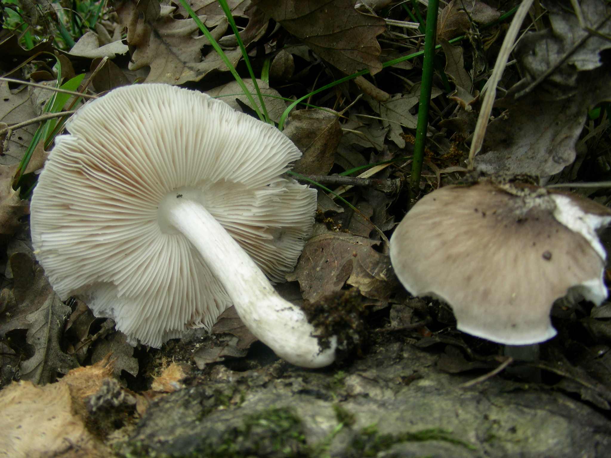 1340 Maggio vecchio ritrovamento