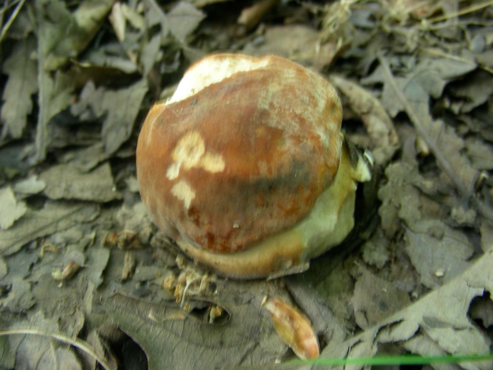 1341  Maggio vecchio ritrovamento