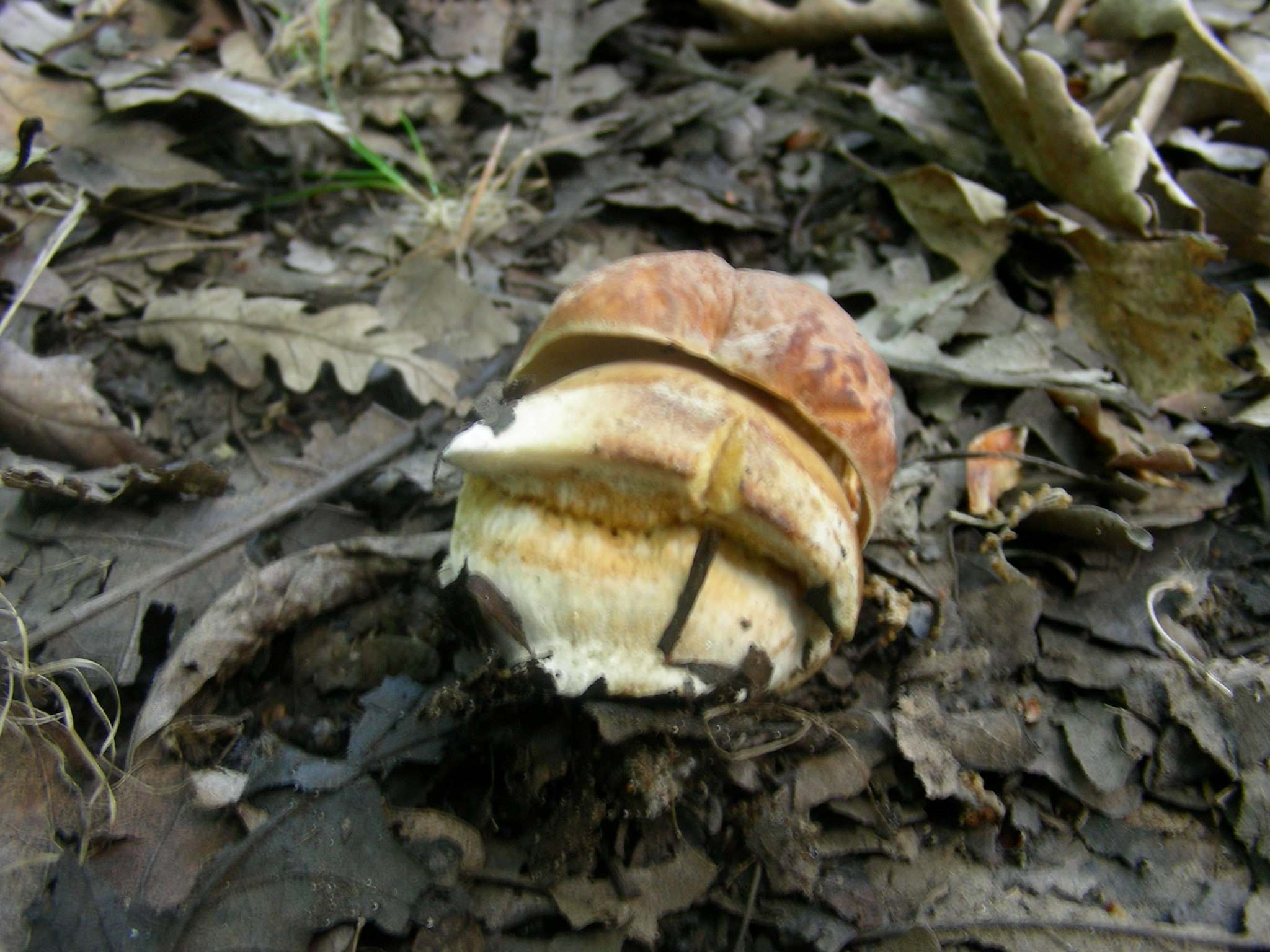 1341  Maggio vecchio ritrovamento