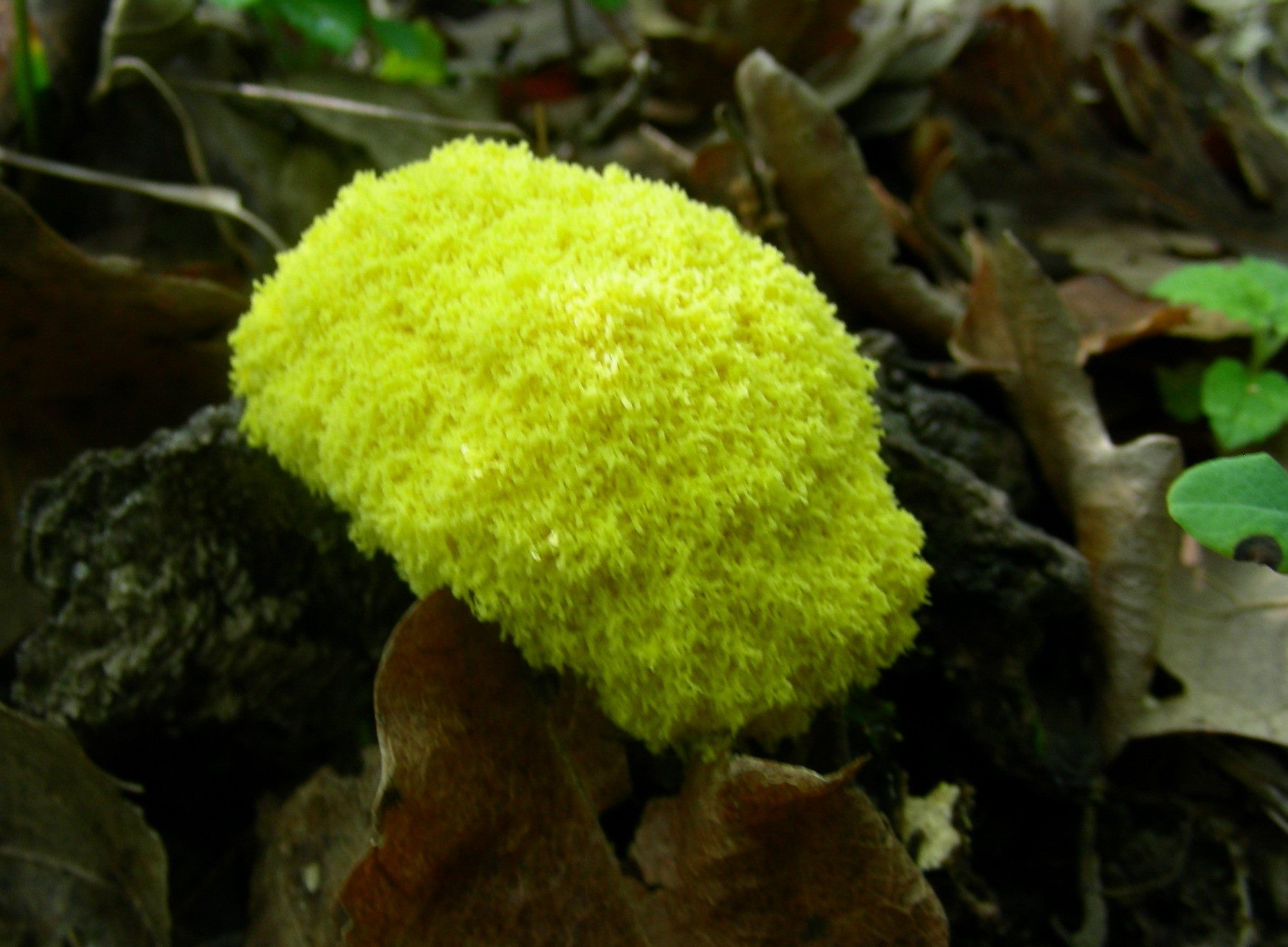 1343 Maggio vecchio ritrovamento