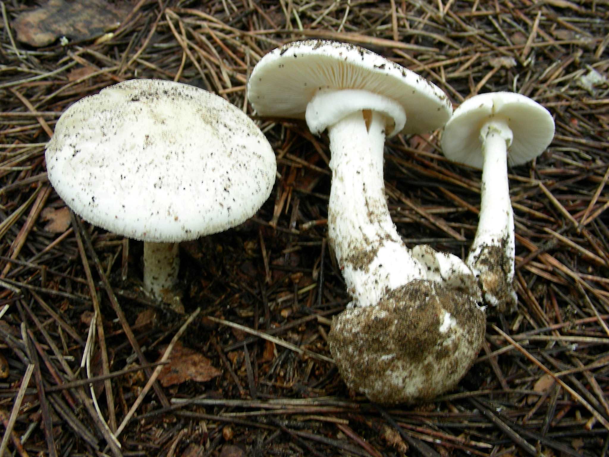 1328 Maggio vecchio ritrovamento