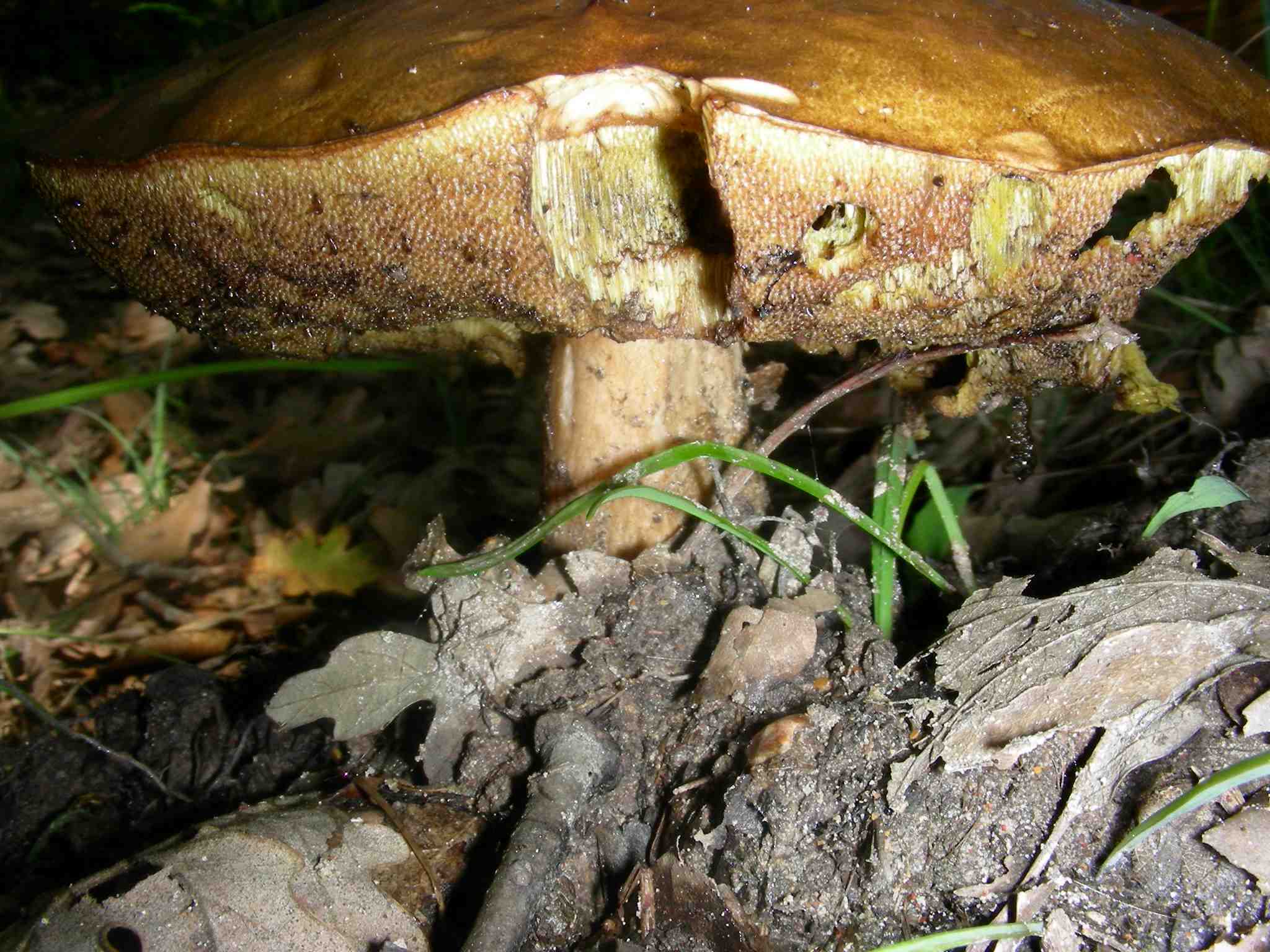 1344 Maggio vecchio ritrovamento