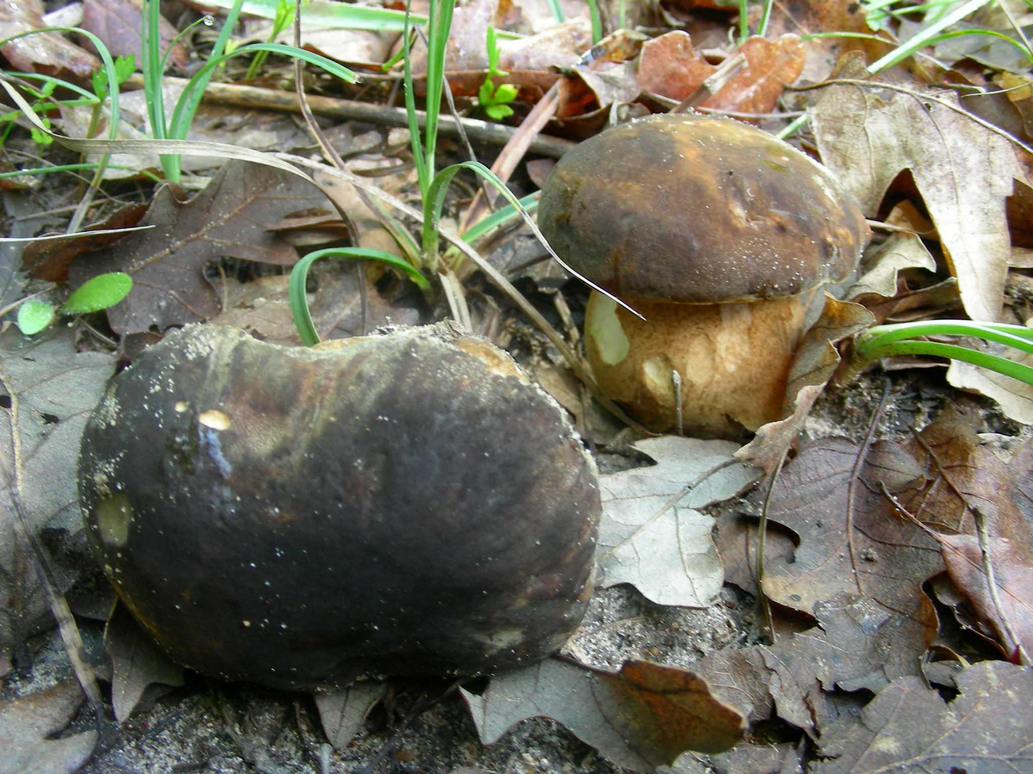 1345 Maggio vecchio ritrovamento