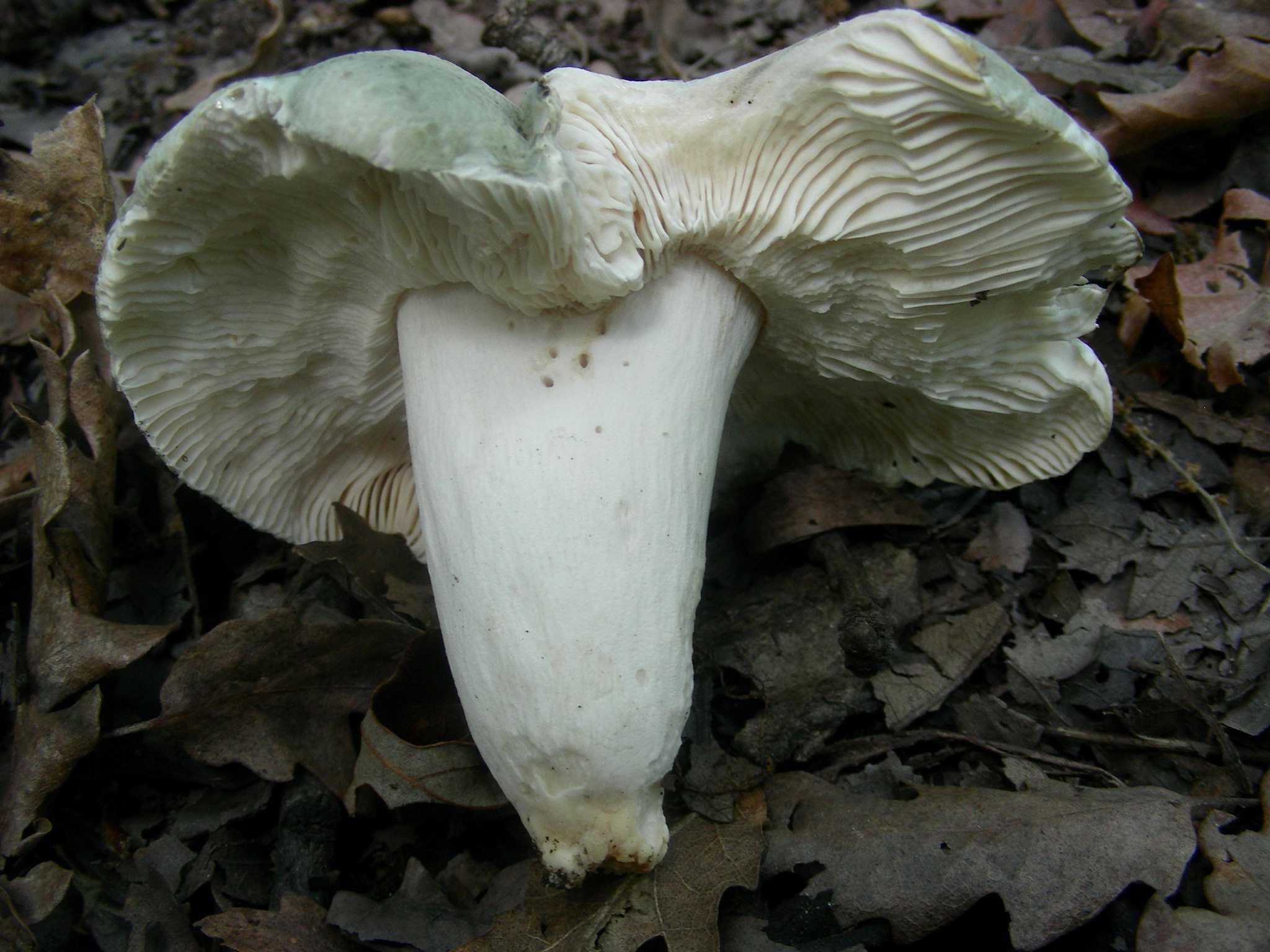 1346 Maggio vecchio ritrovamento