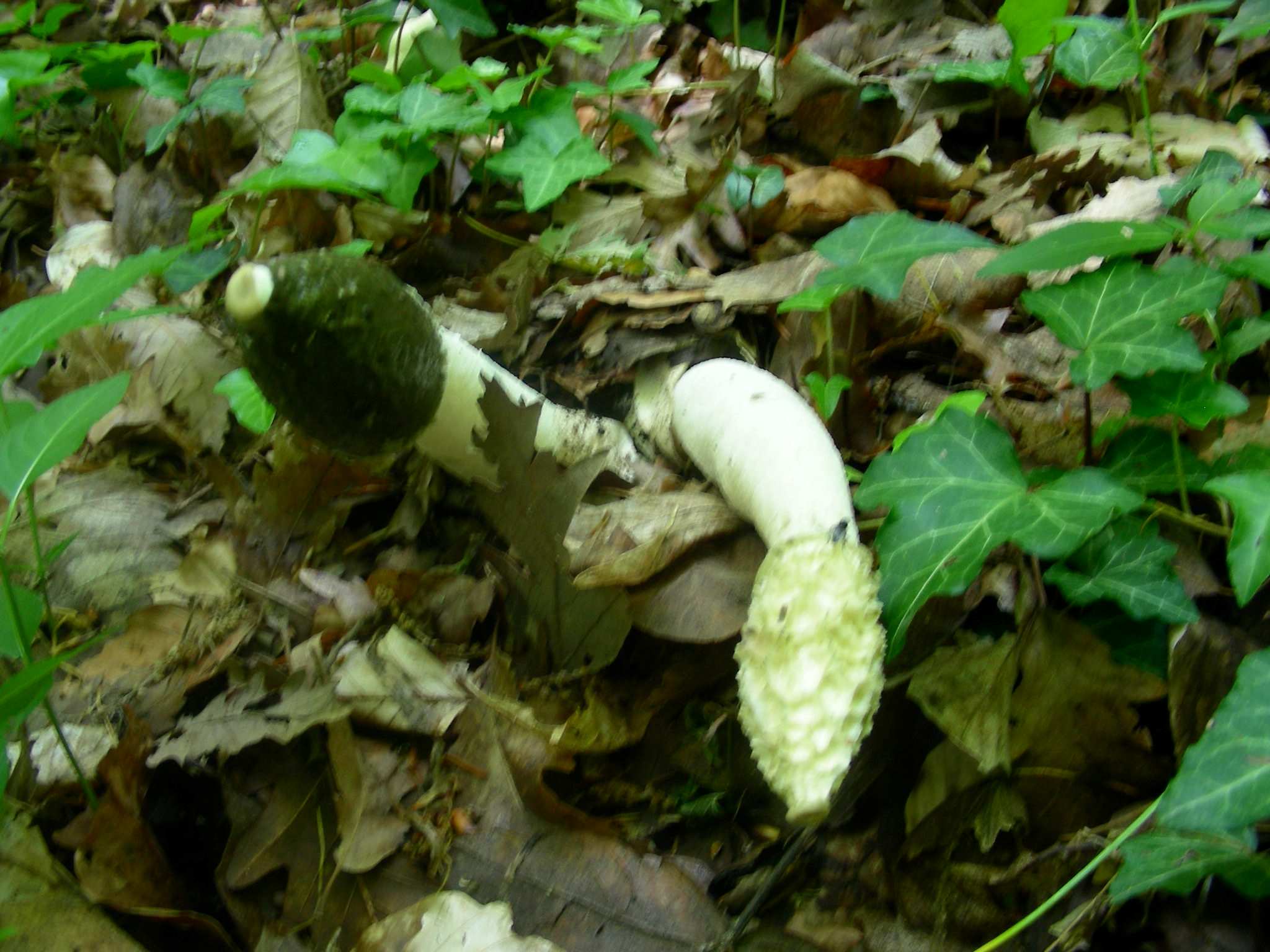 1348 Maggio vecchio ritrovamento