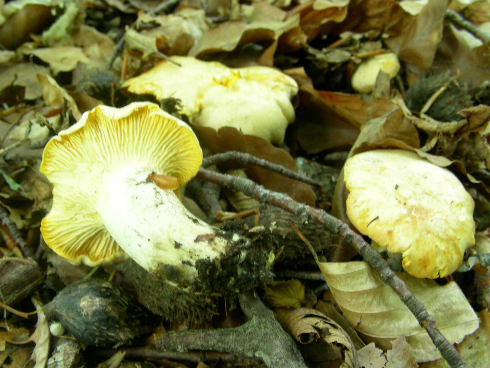 1349 Maggio vecchio ritrovamento