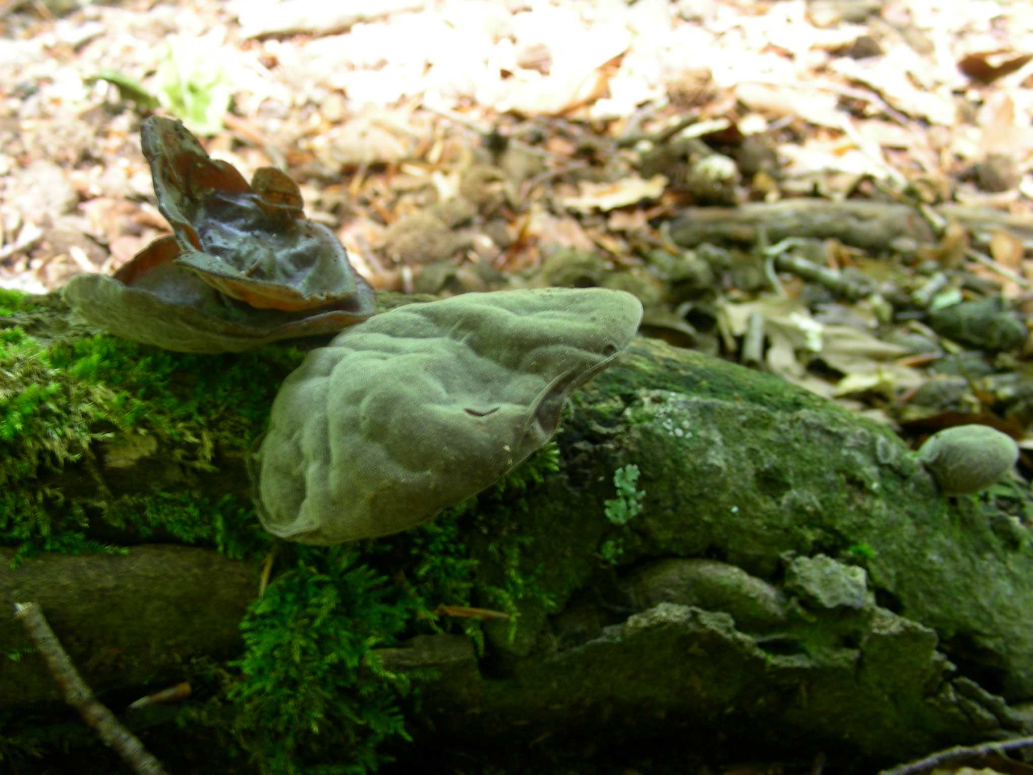 1350 Maggio vecchio ritrovamento