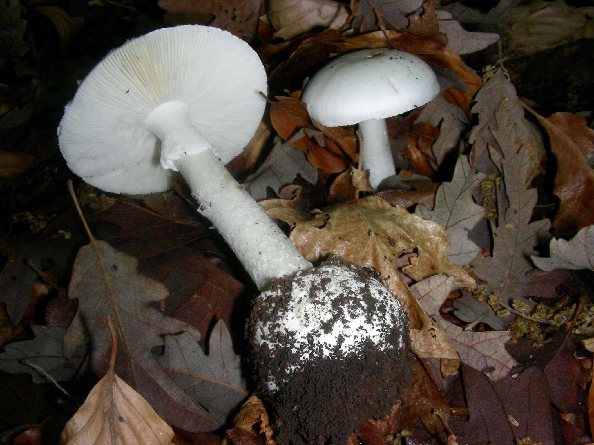 1351 Maggio vecchio ritrovamento