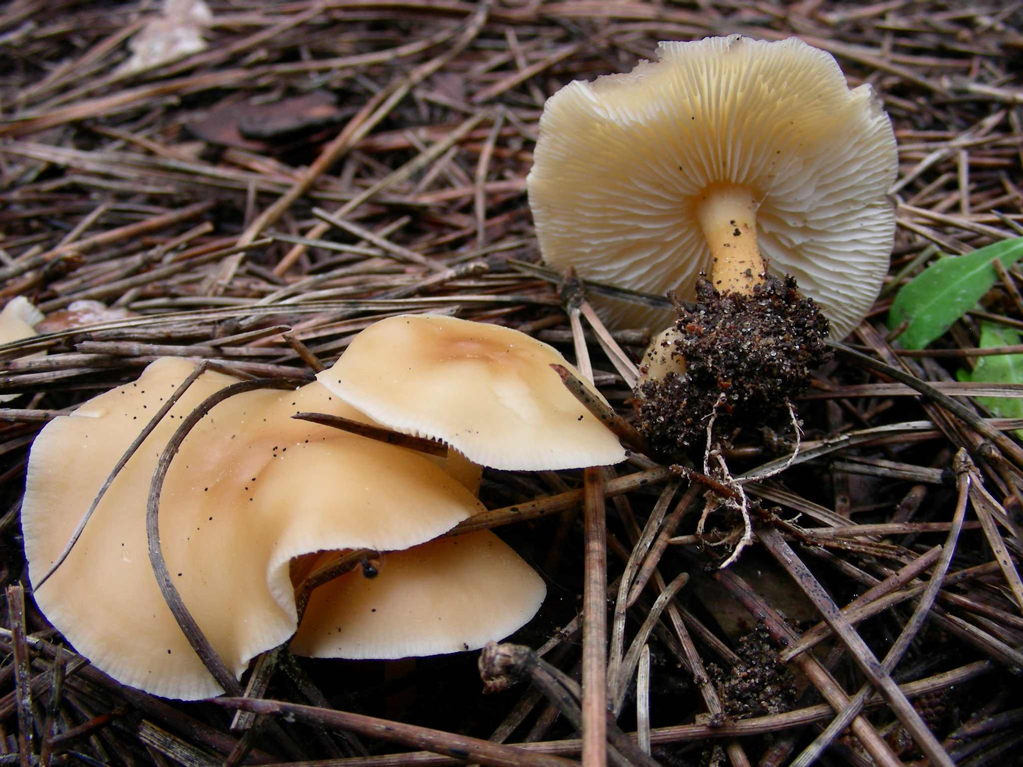 1329 Maggio vecchio ritrovamento